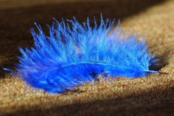 feather-657483_1920